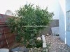 Masion Capucine AV611