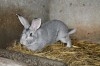 offre d'animaux