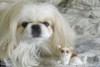 PEKINOIS BLANC