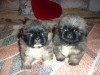 PEKINOIS CHIOTS DISOP