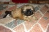 PEKINOIS CHIOTS DISOP