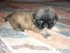 PEKINOIS CHIOTS DISOP
