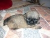 PEKINOIS CHIOTS DISOP