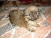PEKINOIS CHIOTS DISOP