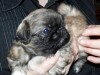 PEKINOIS MINIATURE CHIOT