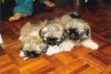 PEKINOIS MINIATURE CHIOT