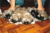 PEKINOIS MINIATURE CHIOT
