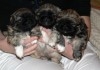 PEKINOIS MINIATURE CHIOT