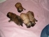 PEKINOIS MINIATURE CHIOT