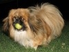 PEKINOIS MINIATURE CHIOT
