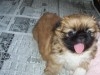 PEKINOIS MINIATURE CHIOT