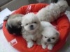 PEKINOIS TOY BLANC