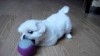 PEKINOIS TOY BLANC