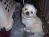 PEKINOIS TOY BLANC