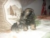 PEKINOIS TOY CHIOT MALE