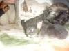 PEKINOIS TOY CHIOT MALE