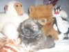 PEKINOIS TOY CHIOT MALE