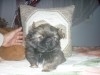 PEKINOIS TOY CHIOT MALE
