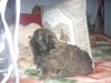 PEKINOIS TOY CHIOT MALE