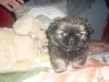 PEKINOIS TOY CHIOT MALE