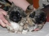 PEKINOIS TOY CHIOTS 
