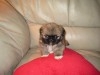 PEKINOIS TOY CHIOTS 