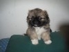PEKINOIS TOY CHIOTS 