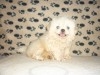 PEKINOIS TOY TUNISIE 