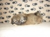 PEKINOIS TOY TUNISIE 