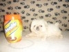 PEKINOIS TOY TUNISIE 