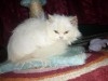 PERSAN BLANC CHATON MALE