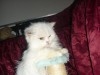 PERSAN BLANC CHATON MALE