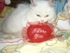 PERSAN BLANC CHATON MALE
