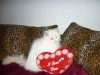 PERSAN BLANC CHATON MALE