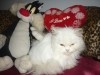 PERSAN BLANC CHATON MALE
