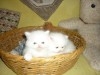 persan chaton 