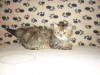 PERSAN CHATON TUNISIE