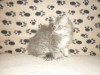 PERSAN CHATON TUNISIE