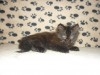 PERSAN CHATON TUNISIE