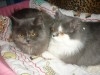 PERSAN COUPLE ADULTE