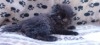 persan doll face chaton 