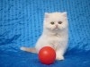persan doll face chatons