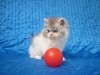 persan doll face chatons