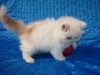 persan doll face chatons