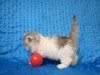 persan doll face chatons