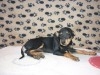 PINSCHER MINIATURE TUNISIE