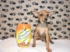 PINSCHER MINIATURE TUNISIE
