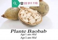 plante boabab - baobab tunis ariana soukra