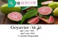 plante goyavier - guava tunis