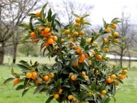 plante Kumquat (البرتقال الذهبي)